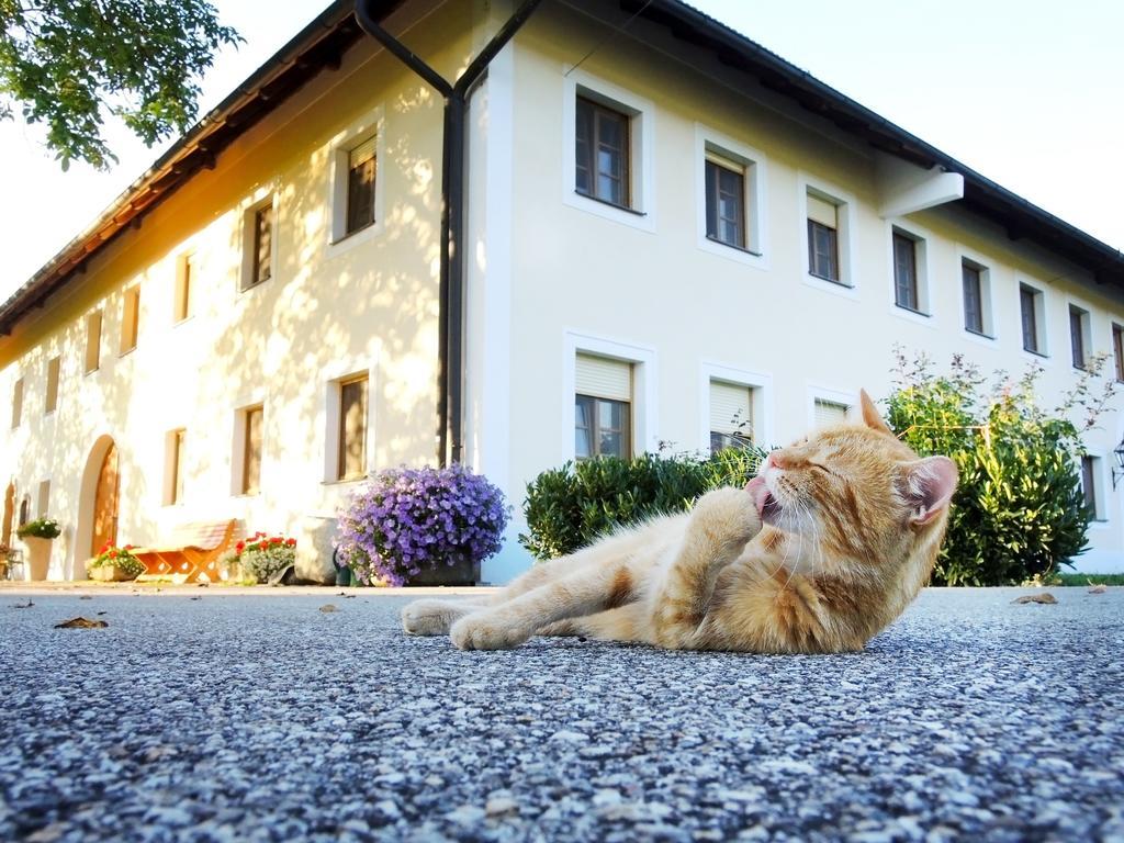Fruehstueckspension Herzog Zu Laah Ansfelden Exterior photo